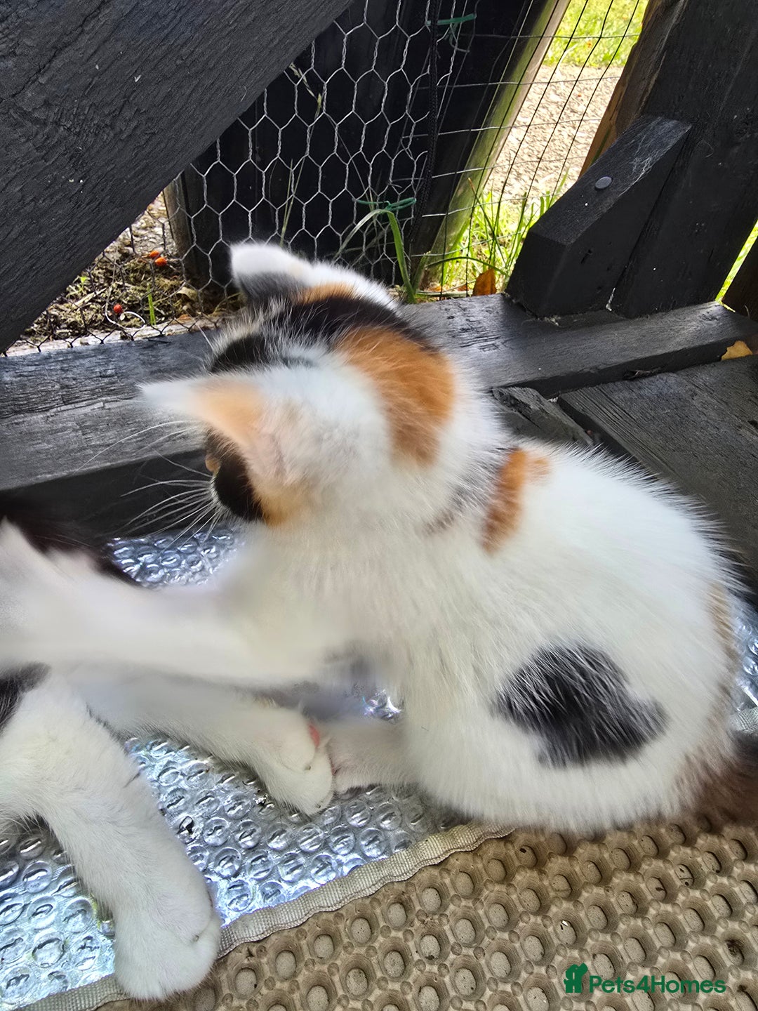 Mixed Breed cats for sale: Premium mixed breed kittens - Image 26