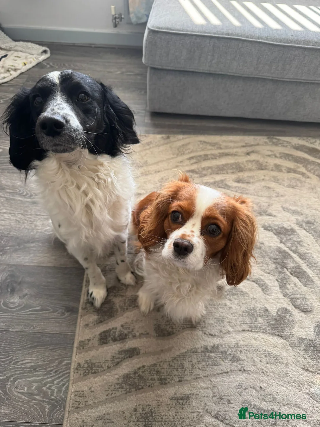 Cavalier King Charles Spaniel dogs for sale: Cavalier king Charles spaniel  - Advert 4