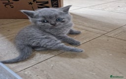 British Shorthair cats for sale: British short hair boys - Image 5