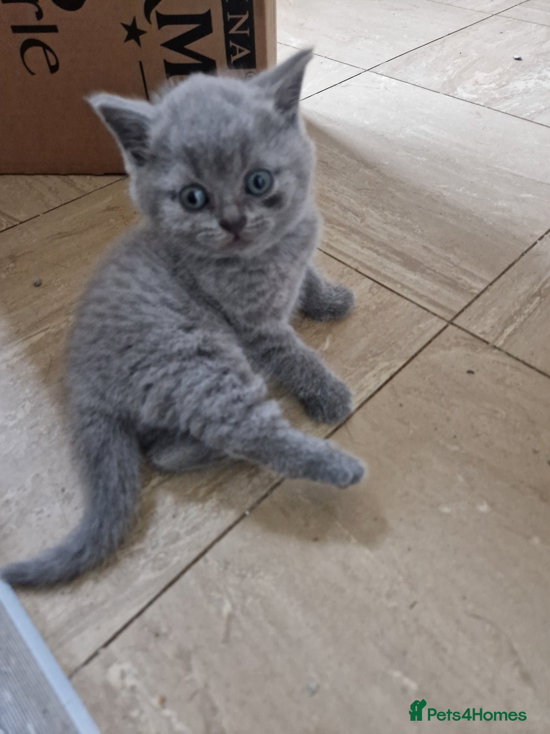 British Shorthair cats for sale: British short hair boys - Image 5
