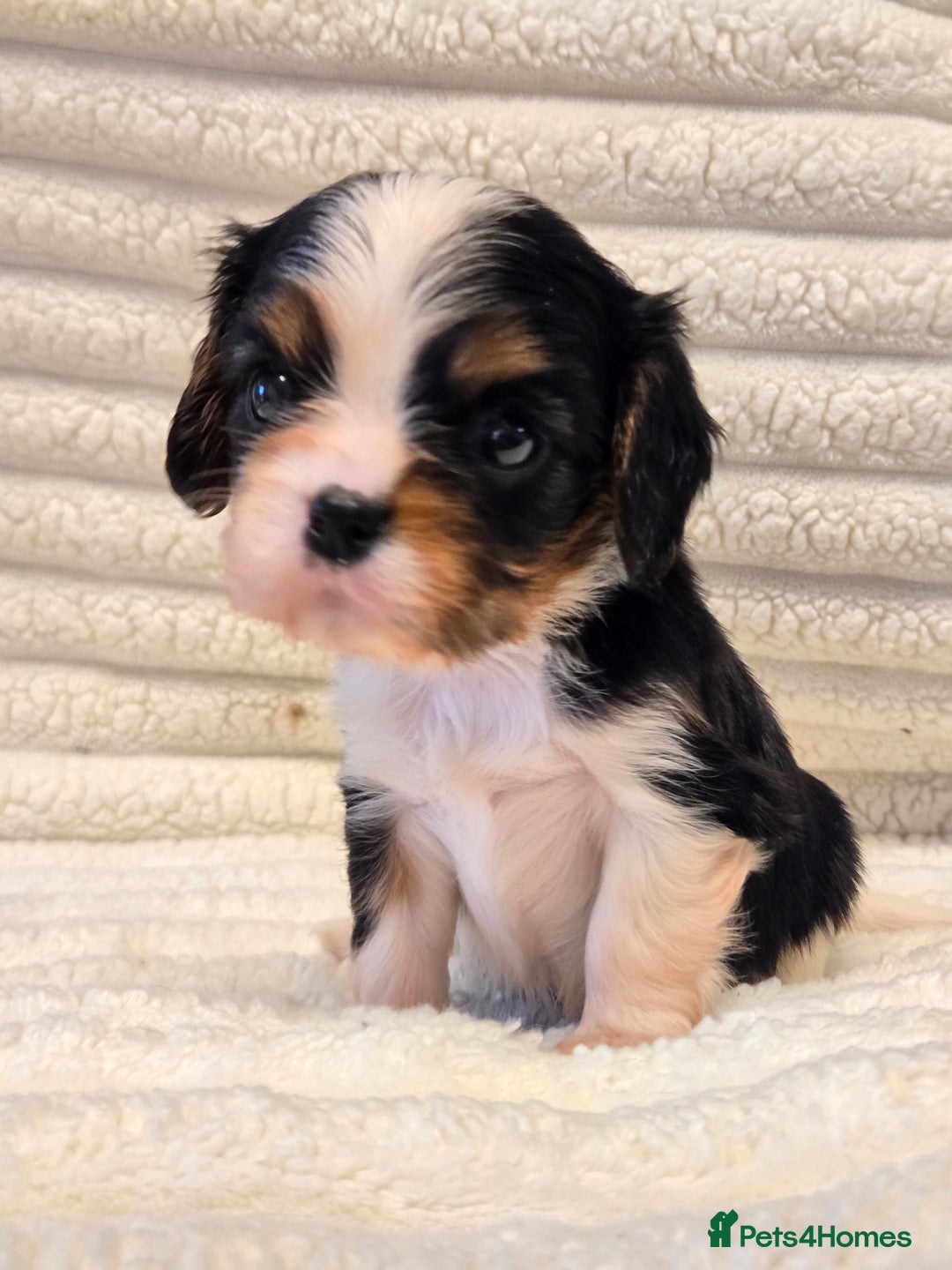Cavalier King Charles Spaniel dogs for sale: KC Reg fully health tested parents cavvie pups  - Advert 13