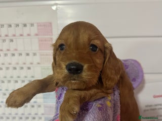 Cockapoo dogs 3 f1 cockapoo puppies ready 30th December - Advert 12