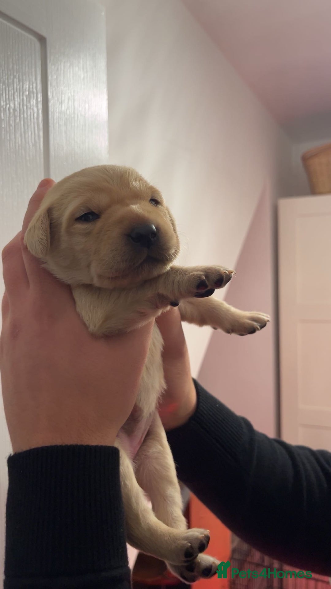 Labrador Retriever dogs for sale: 9 STUNNING YELLOW LABRADORS  - Advert 6