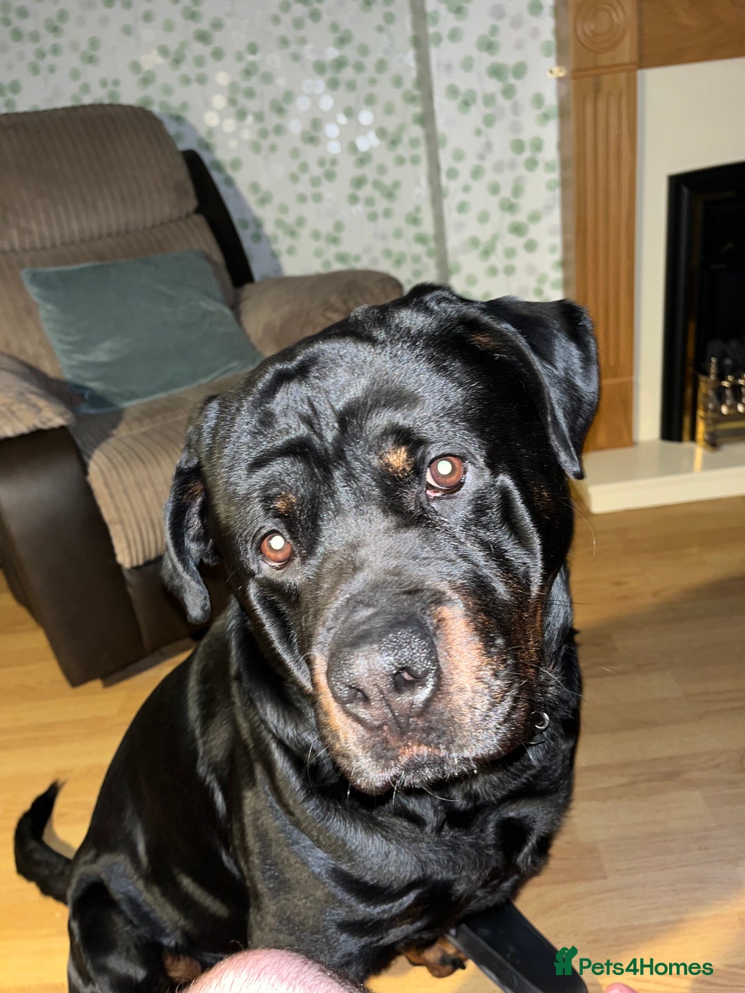 Rottweiler dogs for sale: Tank, 4yrs old full breed beautiful loyal dog!  - Image 4