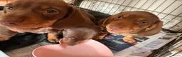 Miniature Dachshund dogs for sale:  3 chocolate and tan miniature dachshund pups  - Advert 6