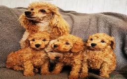 Toy Poodle dogs for sale: Outstanding quality KC Reg Toy poodle puppies  - Image 10