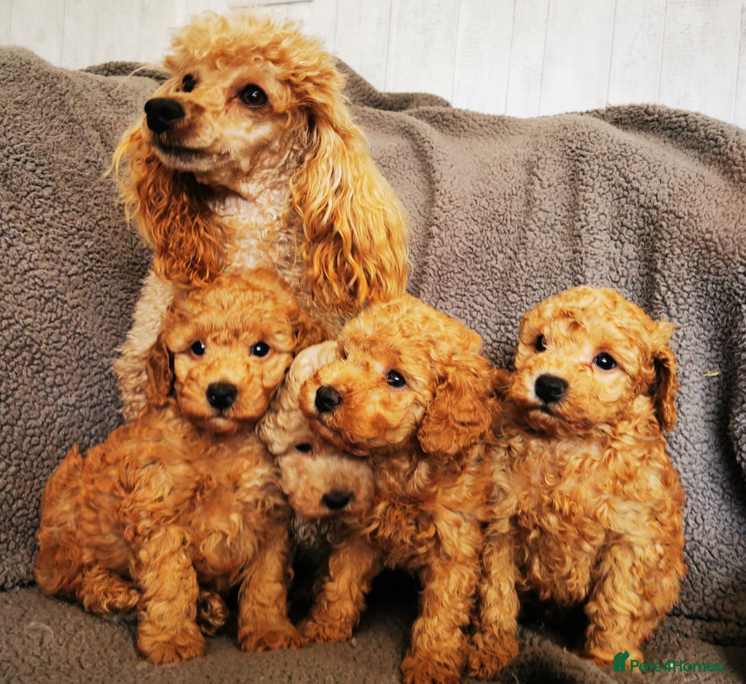 Toy Poodle dogs for sale: Outstanding quality KC Reg Toy poodle puppies  - Image 10