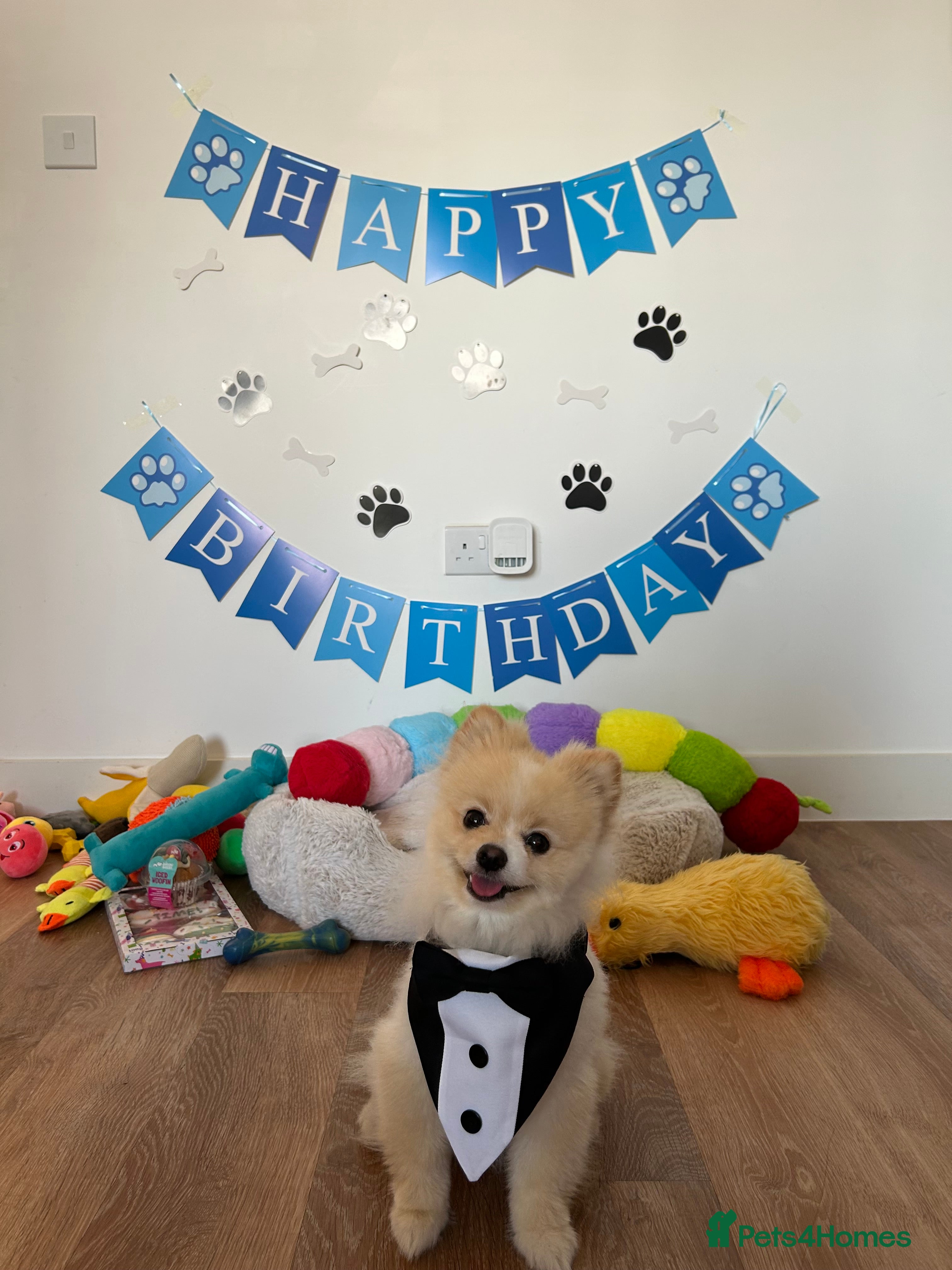 Pomeranian dogs Pomeranian ready to be stud. in Newport - Advert 1