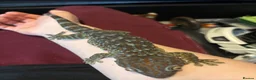 Gecko reptiles for sale: Female tokay gecko in Reading - Advert 5