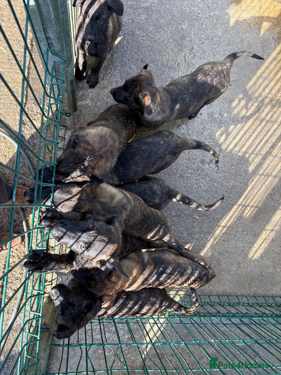 Mixed Breed dogs for sale: Dutch herder x German Shepherd pups - Image 10