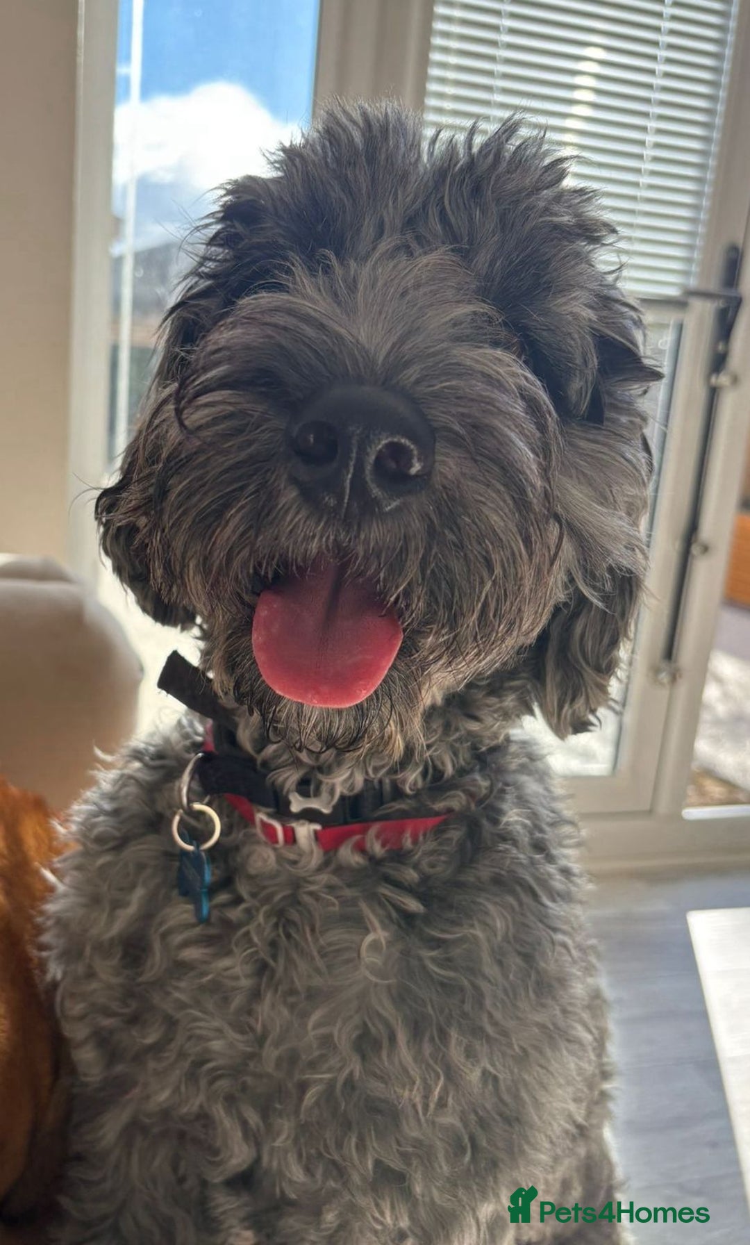 Poodle dogs for sale: Superb cocker poo black silver merle  - Advert 3