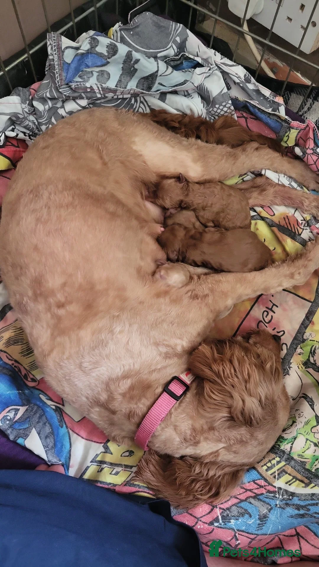 Toy Poodle dogs for stud: toy poodle short notice DNA  tested clear PRA £125 in Nottingham - Advert 24