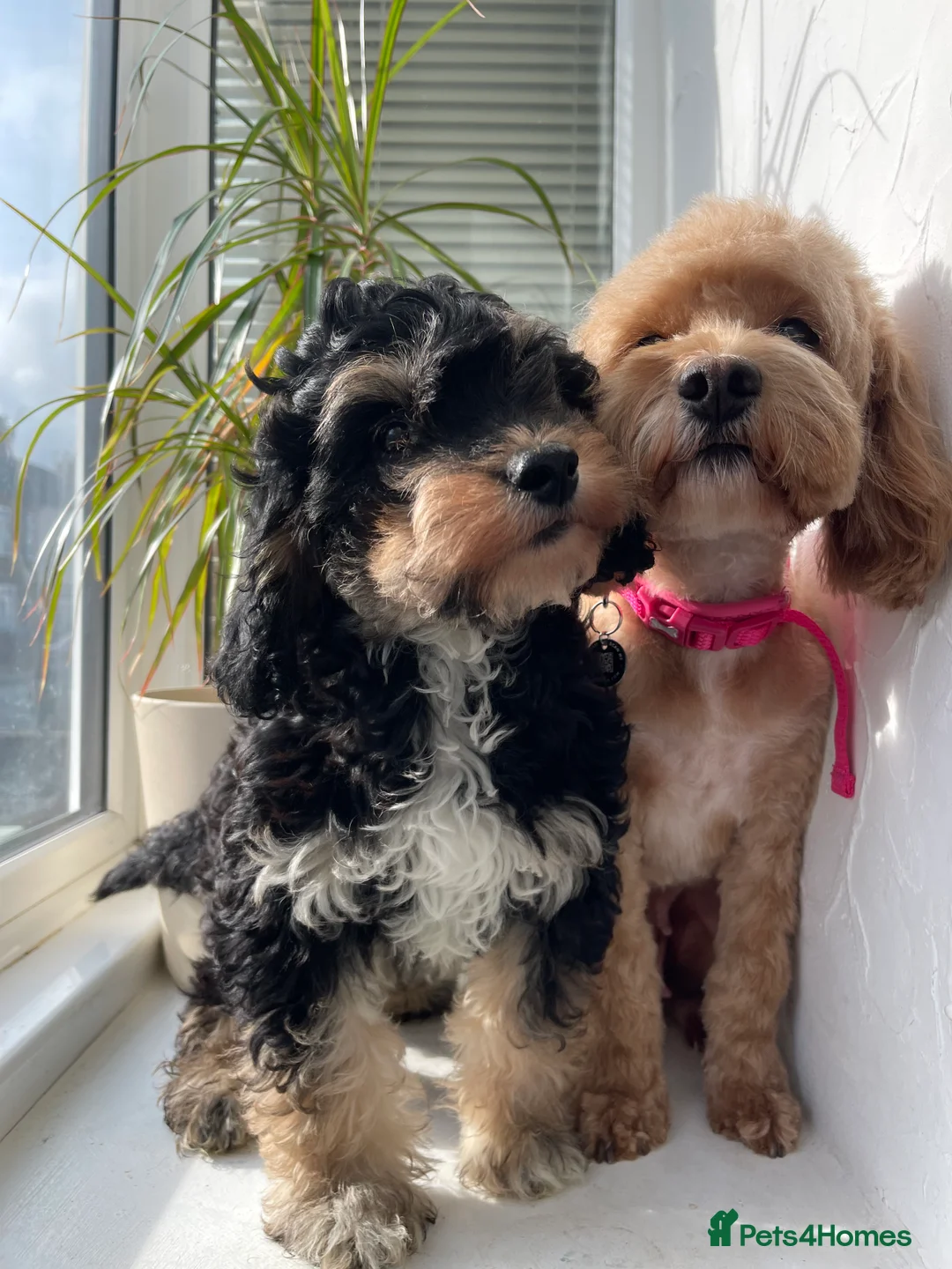 Cockapoo dogs for sale: Male Tri Colour Cockapoo Puppy - Advert 1