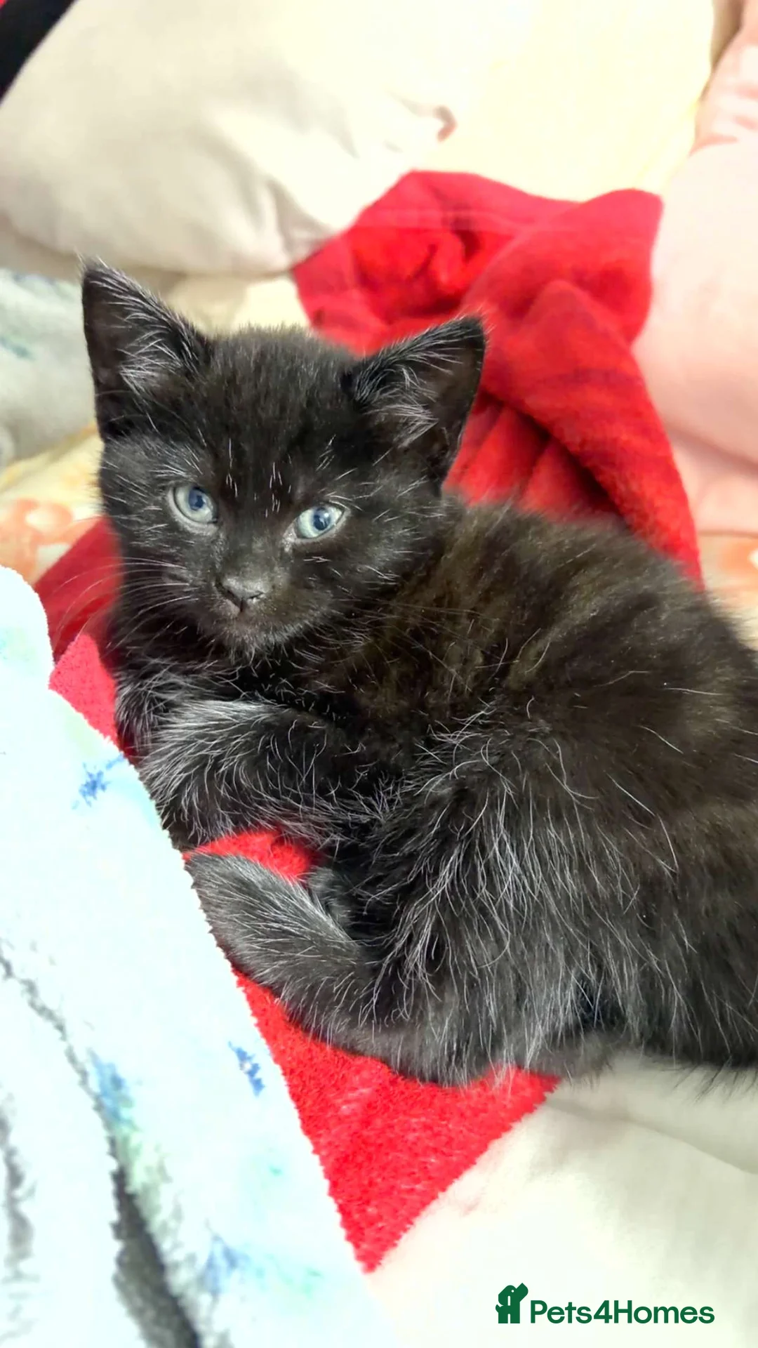 Domestic Shorthair cats for sale: Kitten for sale  - Advert 1