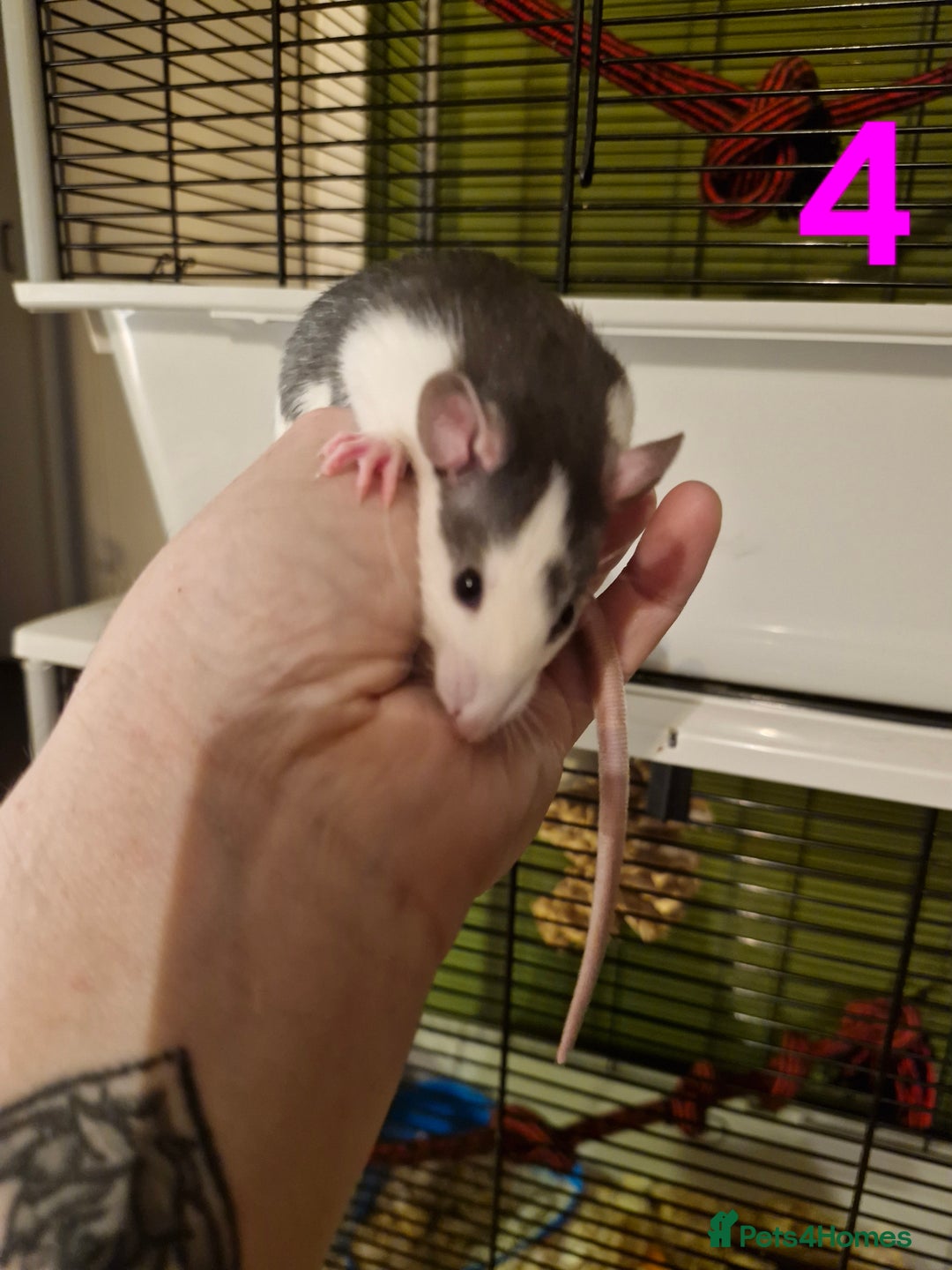 Rat rodents for sale: 9 gorgeous Male Rats - Image 14