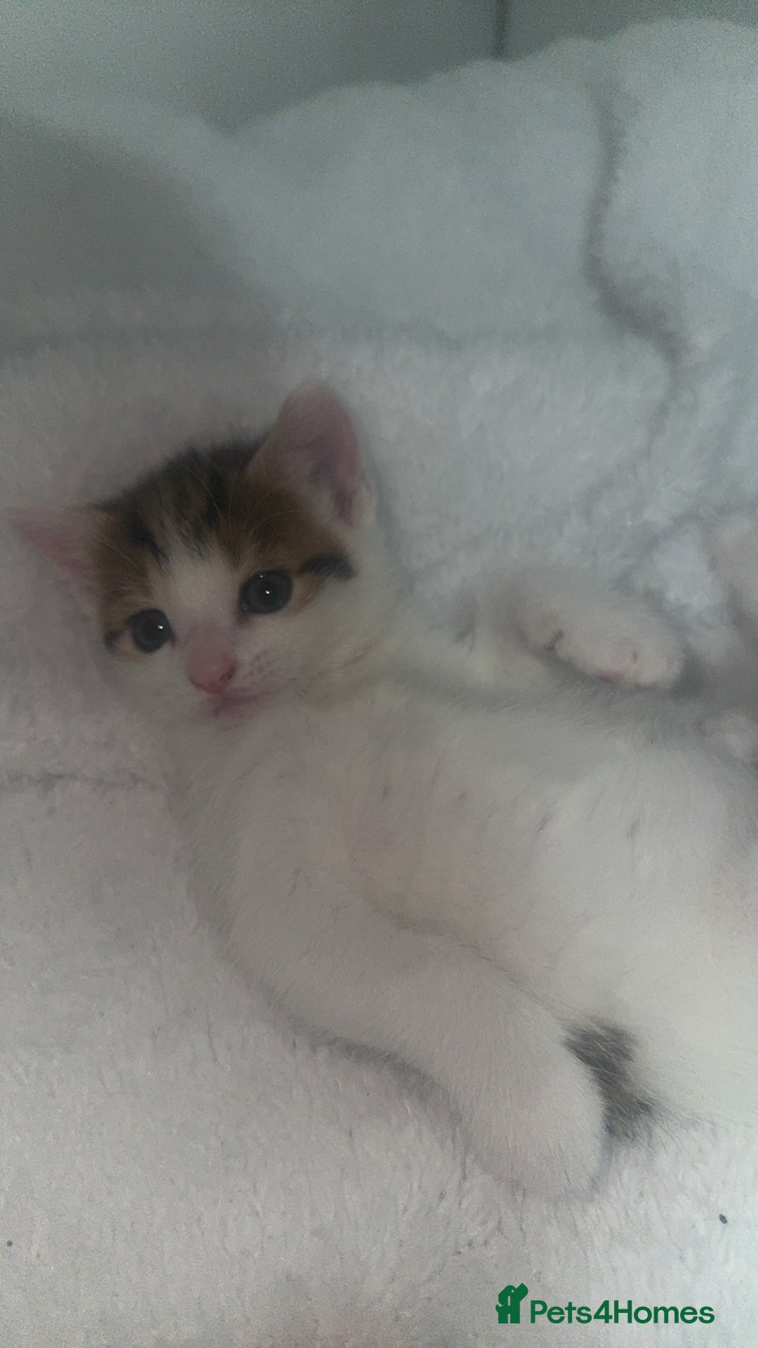 Domestic Shorthair cats for sale: Female kittens  - Image 6