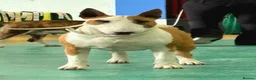 Bull Terrier dogs for stud: Stud English Bull Terrier  - Advert 14
