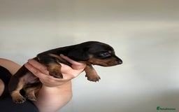 Miniature Dachshund dogs for sale: Miniature Dachshunds  - Image 19