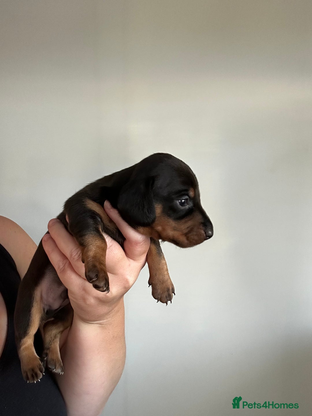 Miniature Dachshund dogs for sale: Miniature Dachshunds  - Image 19