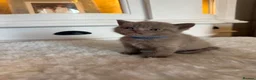 British Shorthair cats for sale: Beautiful British shorthair kittens  READY NOW 🐾 - Advert 18