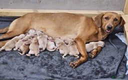Goldador dogs for sale: 🐾Gorgeous Puppies-Family Raised with Love&Care🐾 - Image 10