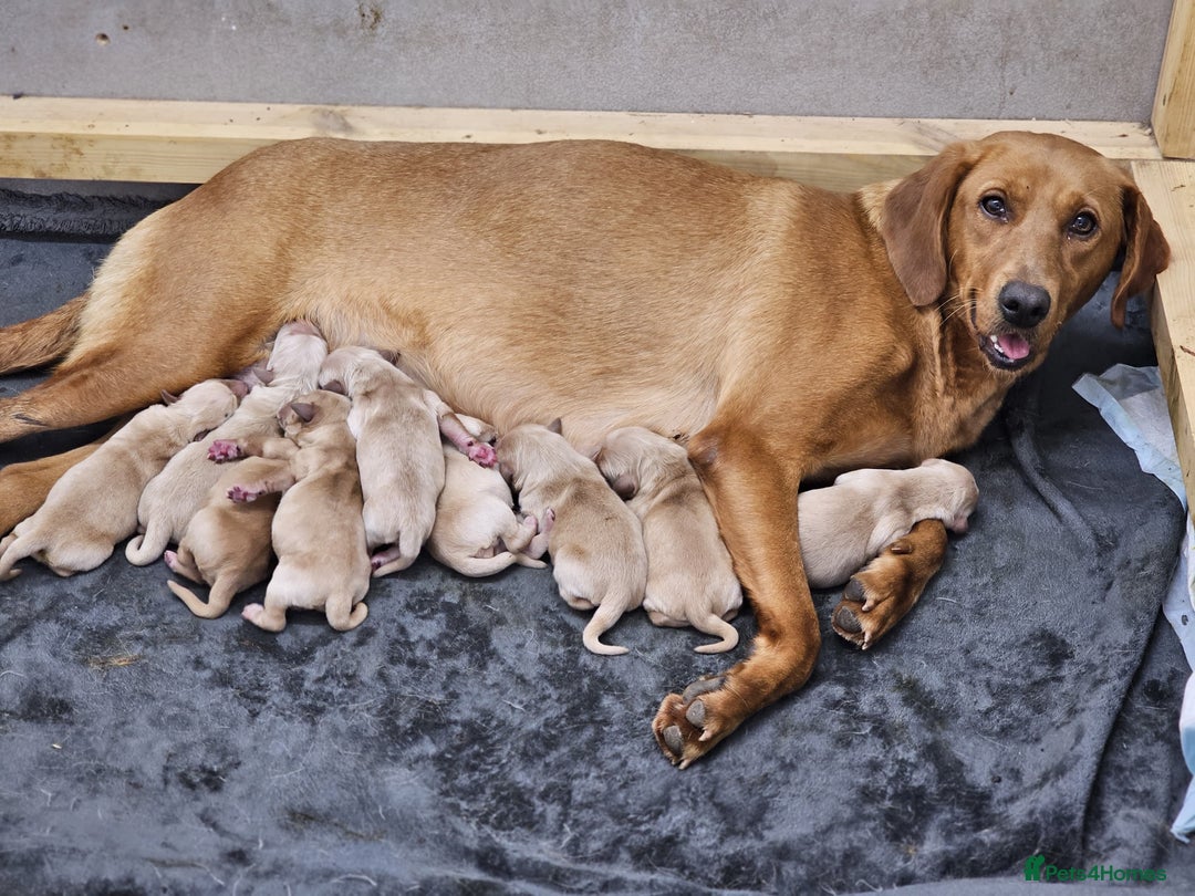 Goldador dogs for sale: 🐾Gorgeous Puppies-Family Raised with Love&Care🐾 - Image 10