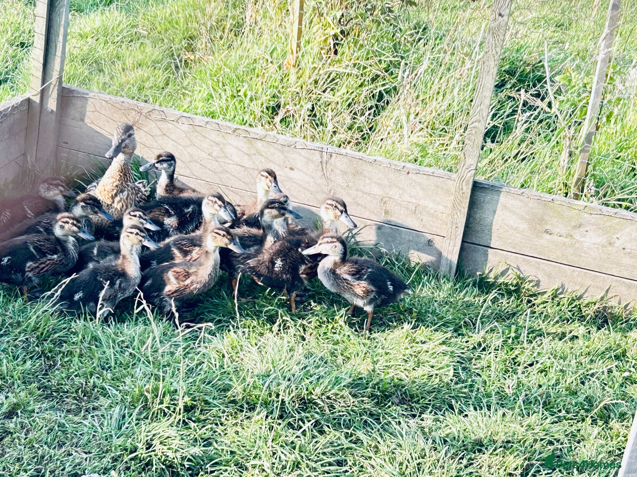 Ducks poultry DUCKS FOR SALE SOME 4 weeks & 6 WEEKS AND ADULTS - Advert 10