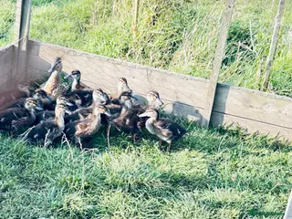 Ducks poultry DUCKS FOR SALE SOME 4 weeks & 6 WEEKS AND ADULTS - Advert 10