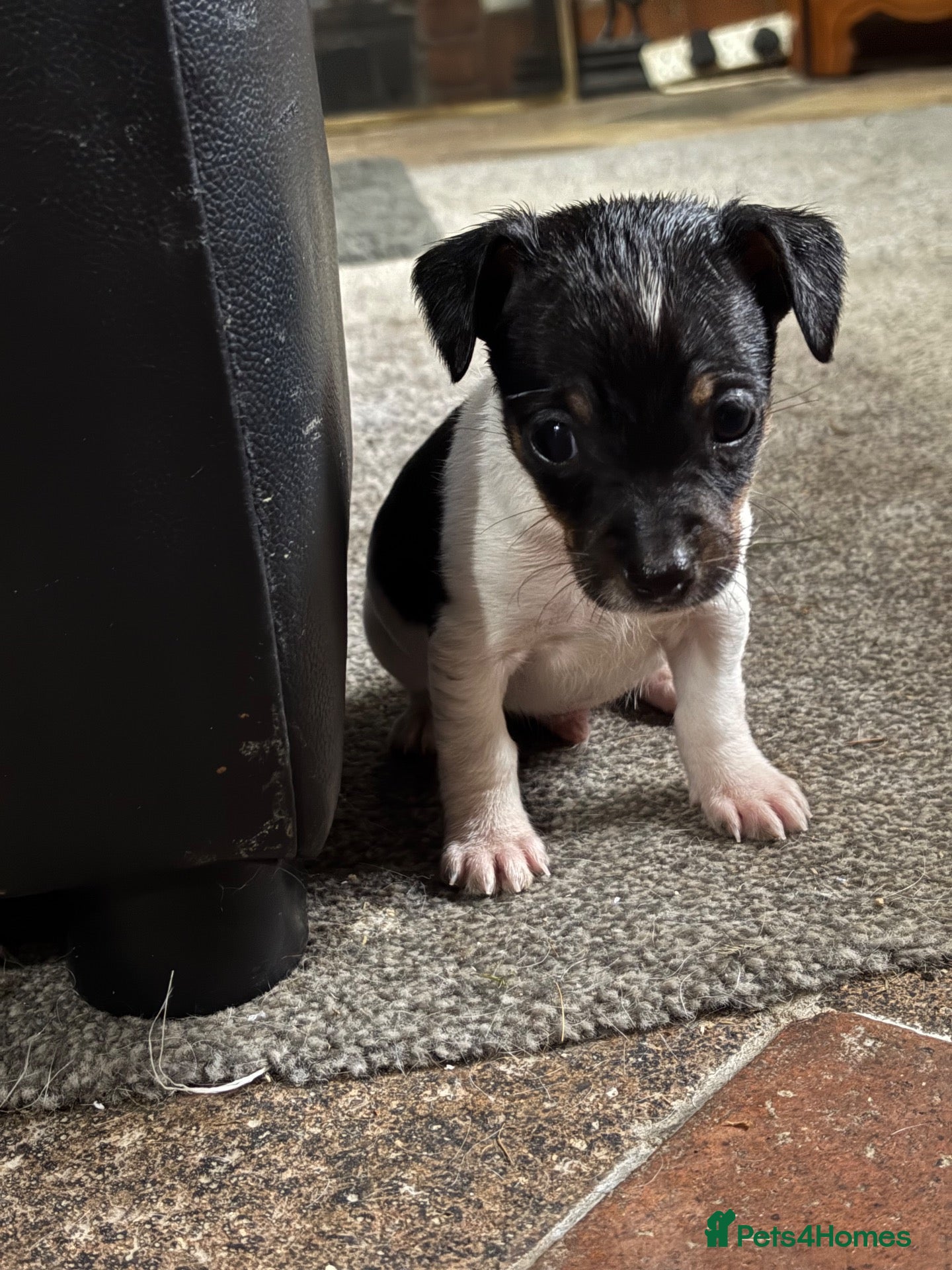 Jack Russell dogs jack Russel puppies for sale  - Advert 1