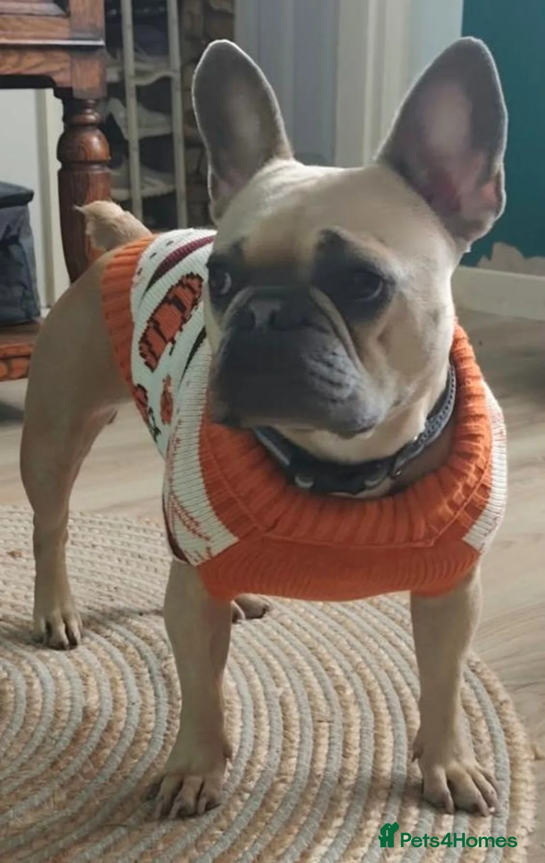 French Bulldog dogs for sale: Pebble girl looking for 4ever Home  - Advert 2