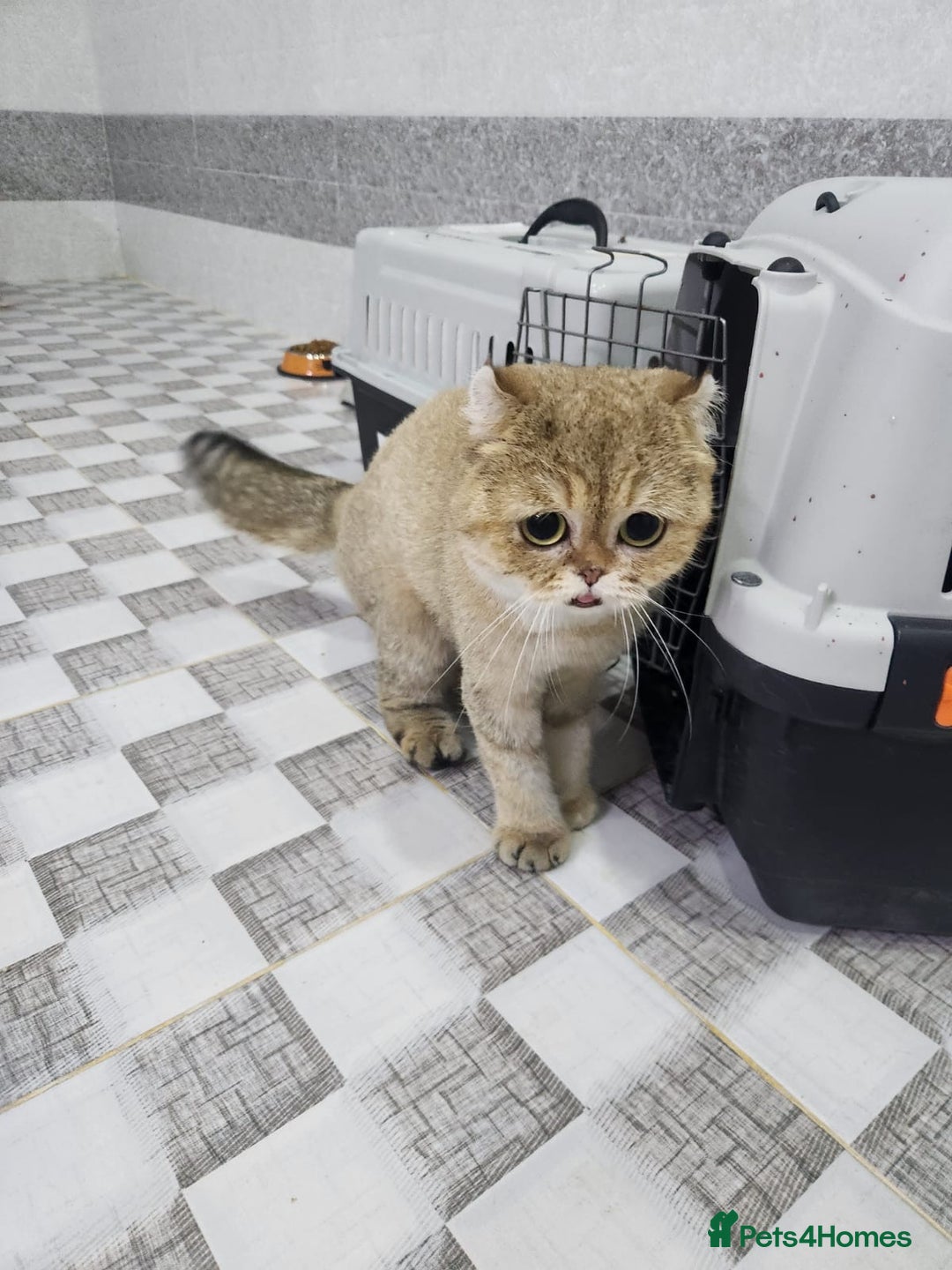 Domestic Shorthair cats for adoption: Rosey  - Advert 3