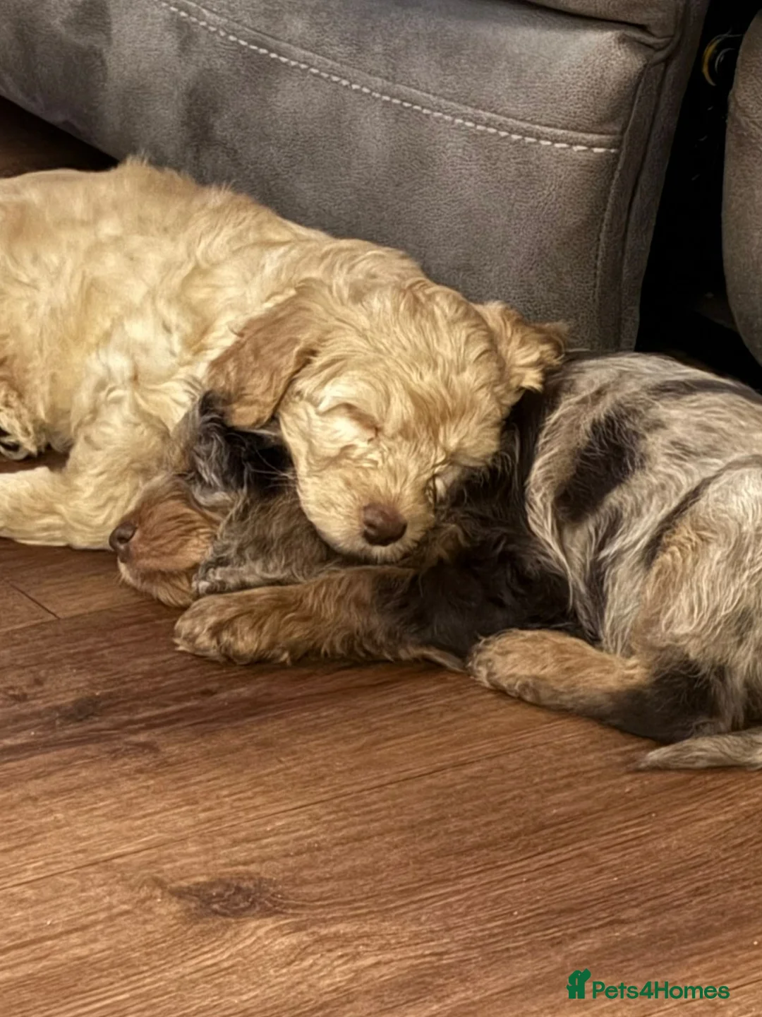 Labradoodle dogs for stud: Gorgeous blue Merle labradoodle stud in Swadlincote - Advert 17