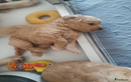 Goldendoodle dogs for sale: Goldendoodle Puppy 1 - F1 Minature Goldendoodle puppies  - Image 10