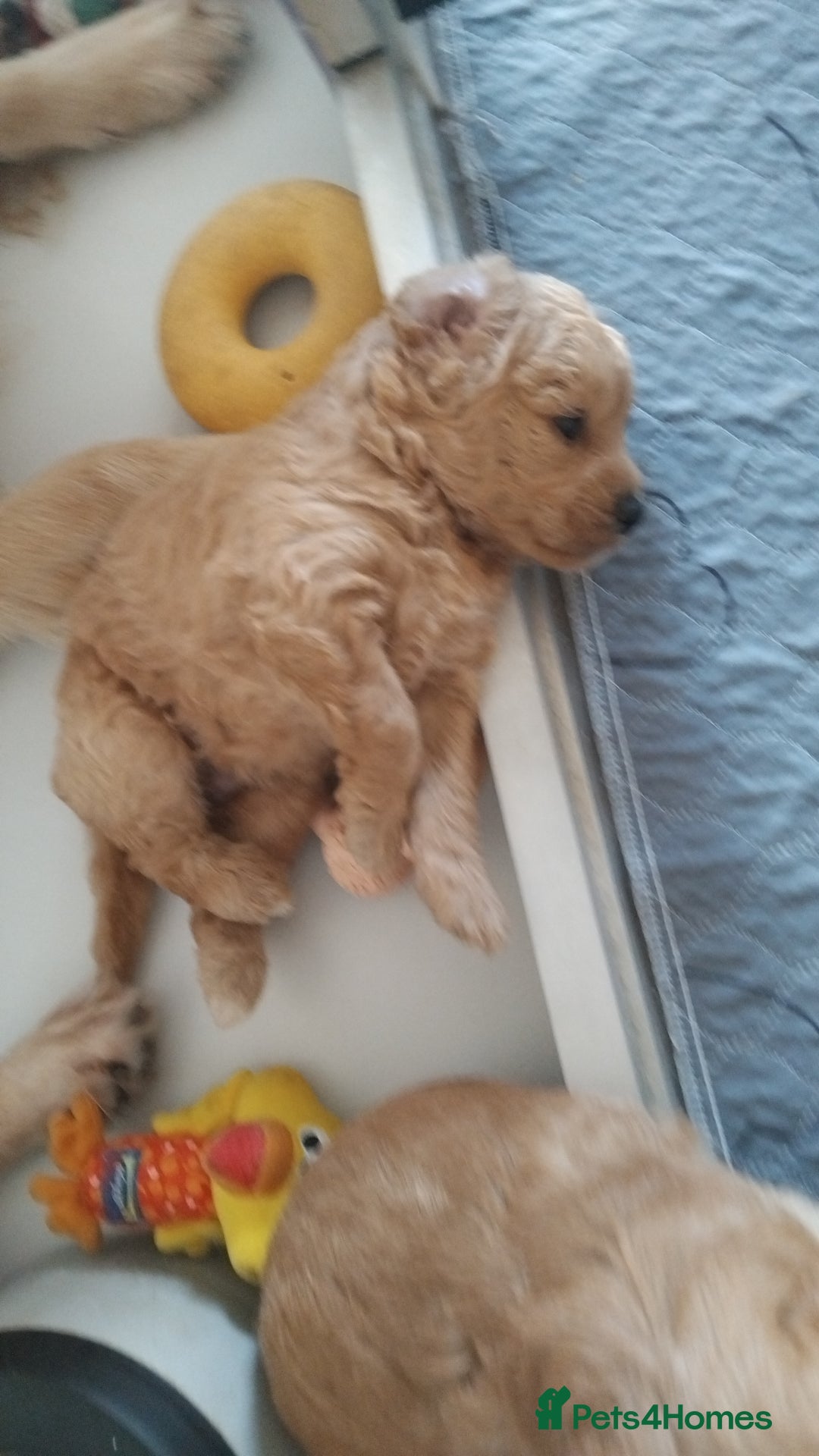 Goldendoodle dogs for sale: Goldendoodle Puppy 1 - F1 Minature Goldendoodle puppies  - Image 10