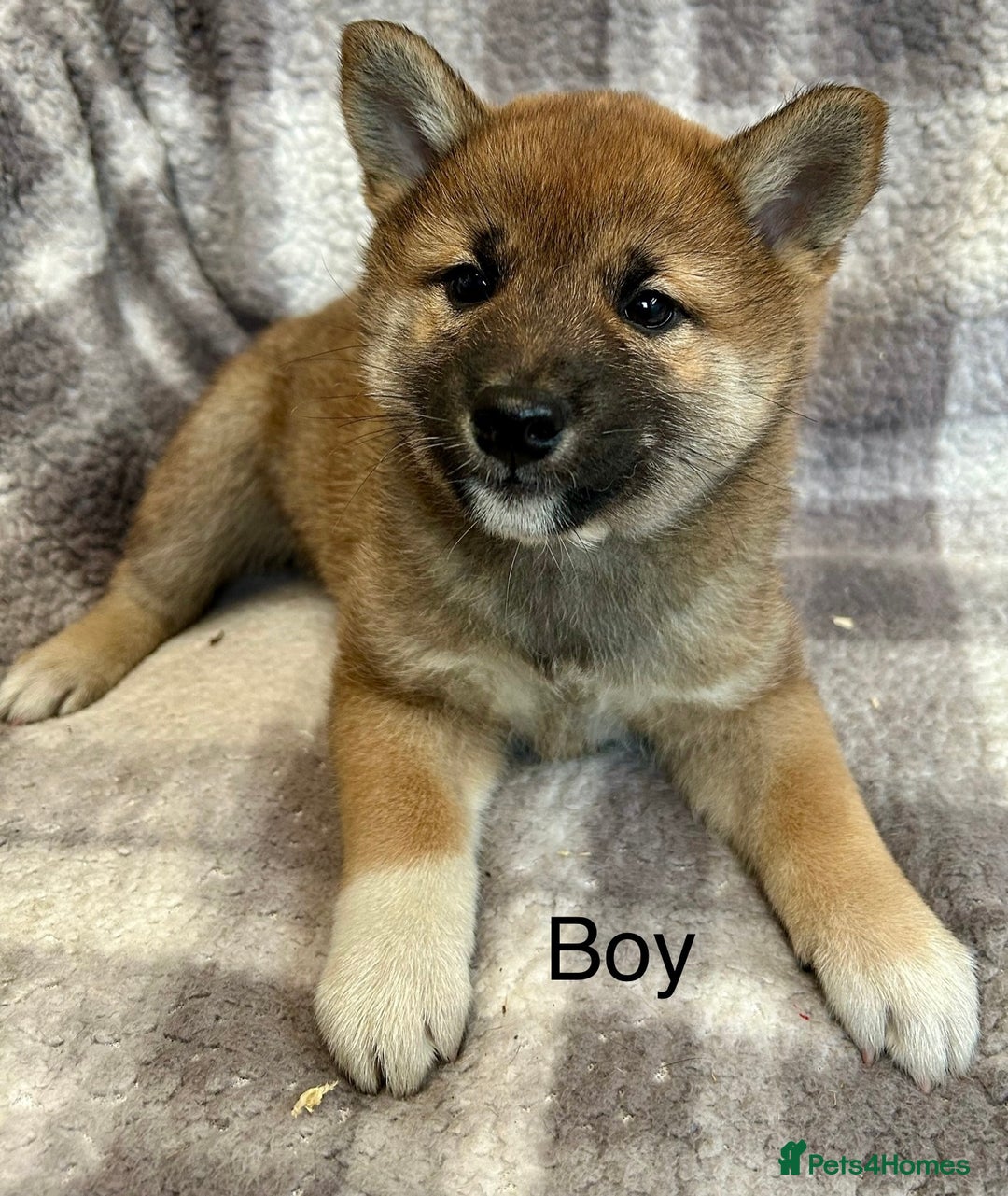 Japanese Shiba Inu dogs for sale: Stunning litter of Japanese Shiba Inu puppies  - Advert 3