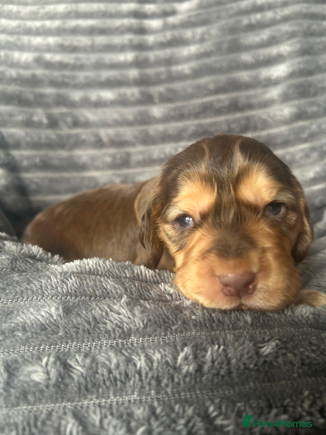 Cocker Spaniel dogs for sale: 🐾Cocker Spaniel Puppies-Ready in 5 Weeks🐾 - Image 8