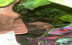 Gecko reptiles for sale: Harlequin Tricolour Crested Gecko + Large Tank - Advert 4