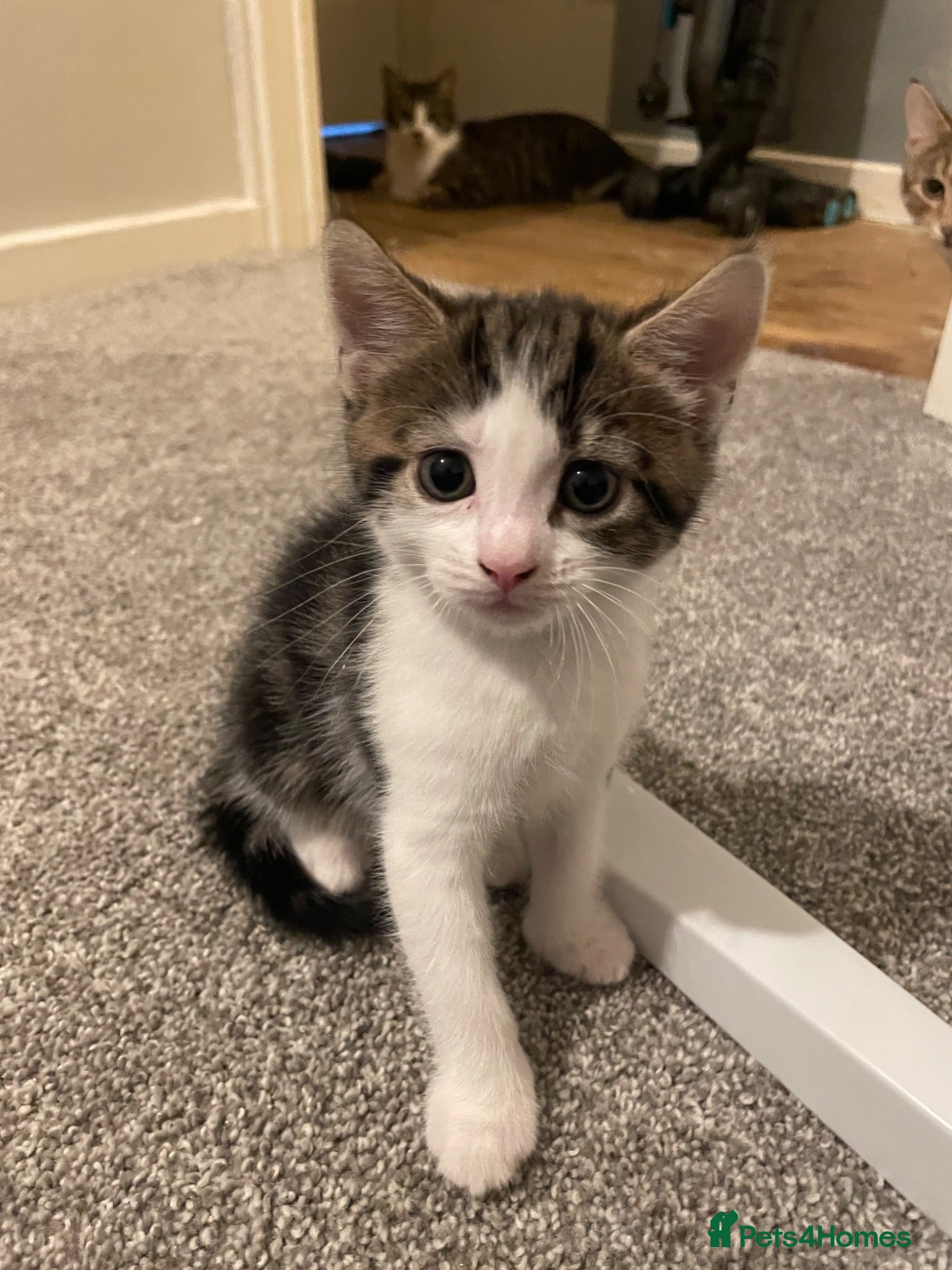Mixed Breed cats 2 beautiful female kittens ready now - Advert 20