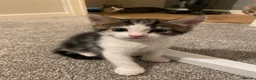 Mixed Breed cats for sale: 4 beautiful kittens ready now - Advert 12