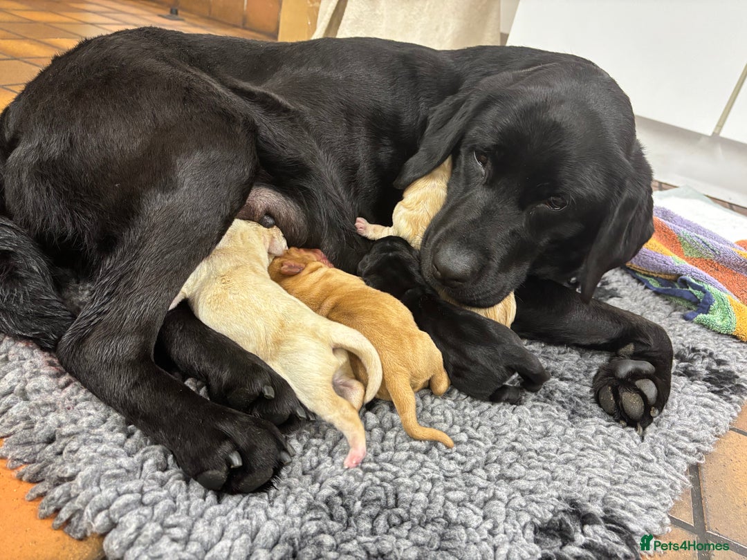 Labrador Retriever dogs for sale: Beautiful health tested Labrador puppies  - Advert 7