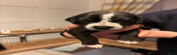Mixed Breed dogs for sale: Stunning litter of Dalmatian Boxer mix - Advert 2