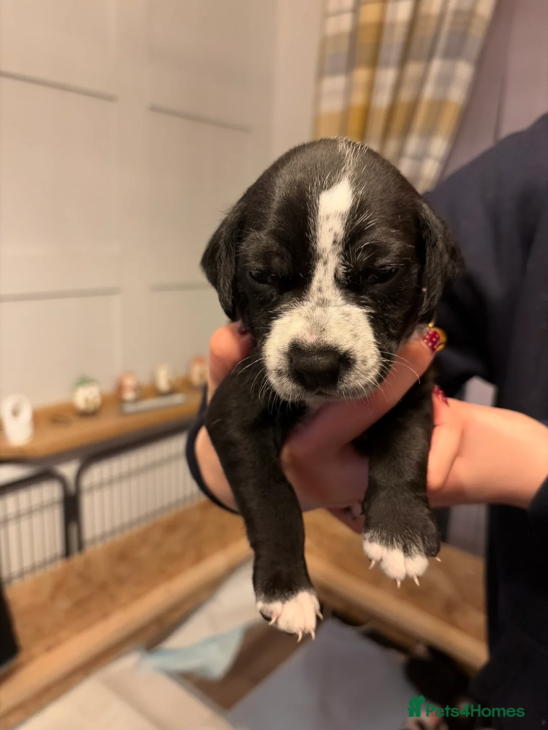 Mixed Breed dogs for sale: Stunning litter of Dalmatian Boxer mix - Advert 2