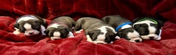 Boston Terrier dogs for sale: Boston Terriers for sale - Advert 3