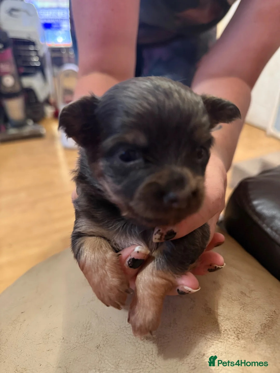 Chihuahua dogs for sale: Blue tri puppies  in Weston-super-Mare - Advert 2