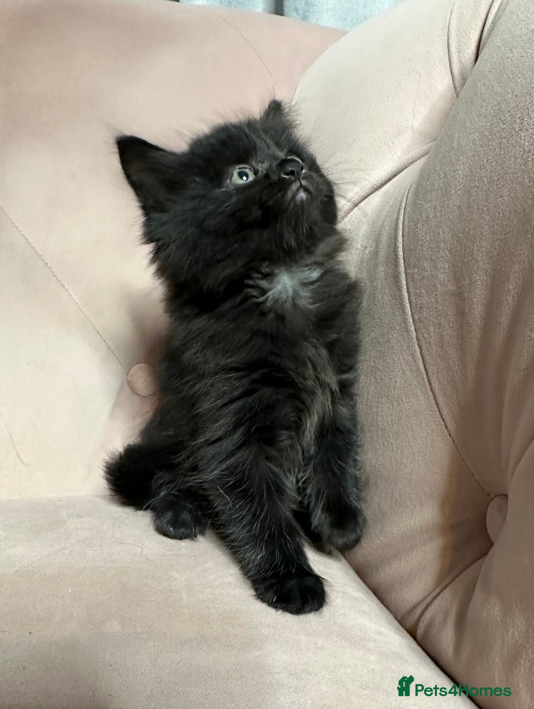 Mixed Breed cats for sale: Mixed breed kitten, one boy left  - Advert 3