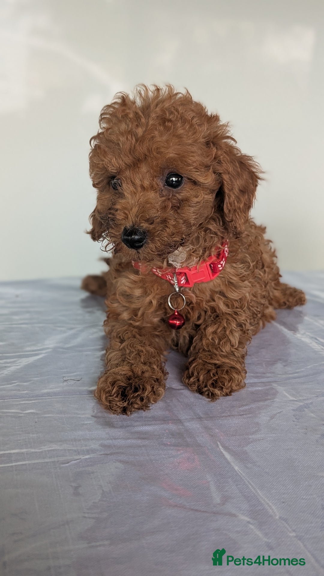 Miniature Poodle dogs for sale: Red miniature poodle puppies!! in Stafford - Image 7