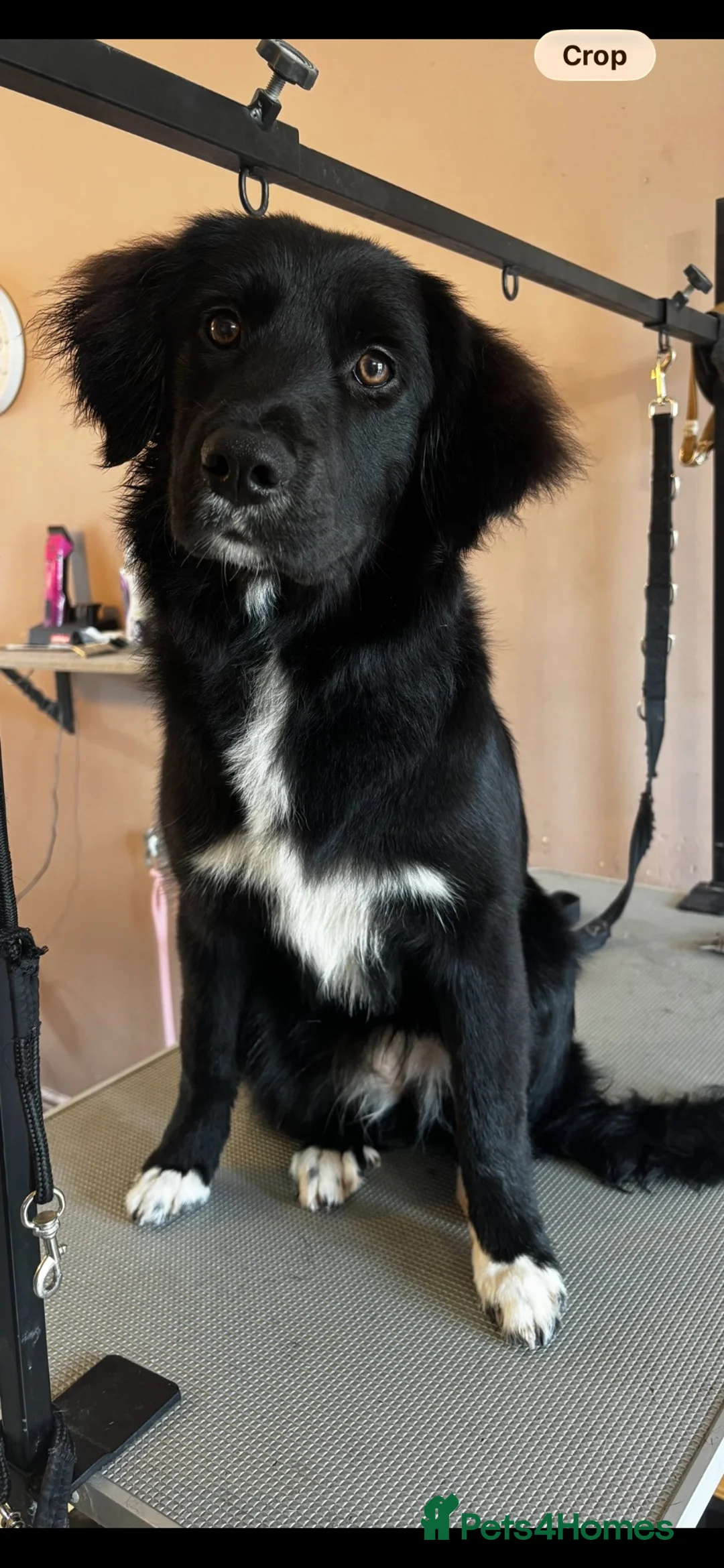 Mixed Breed dogs for sale: Very difficult decision - forever home needed ♥️ - Advert 6