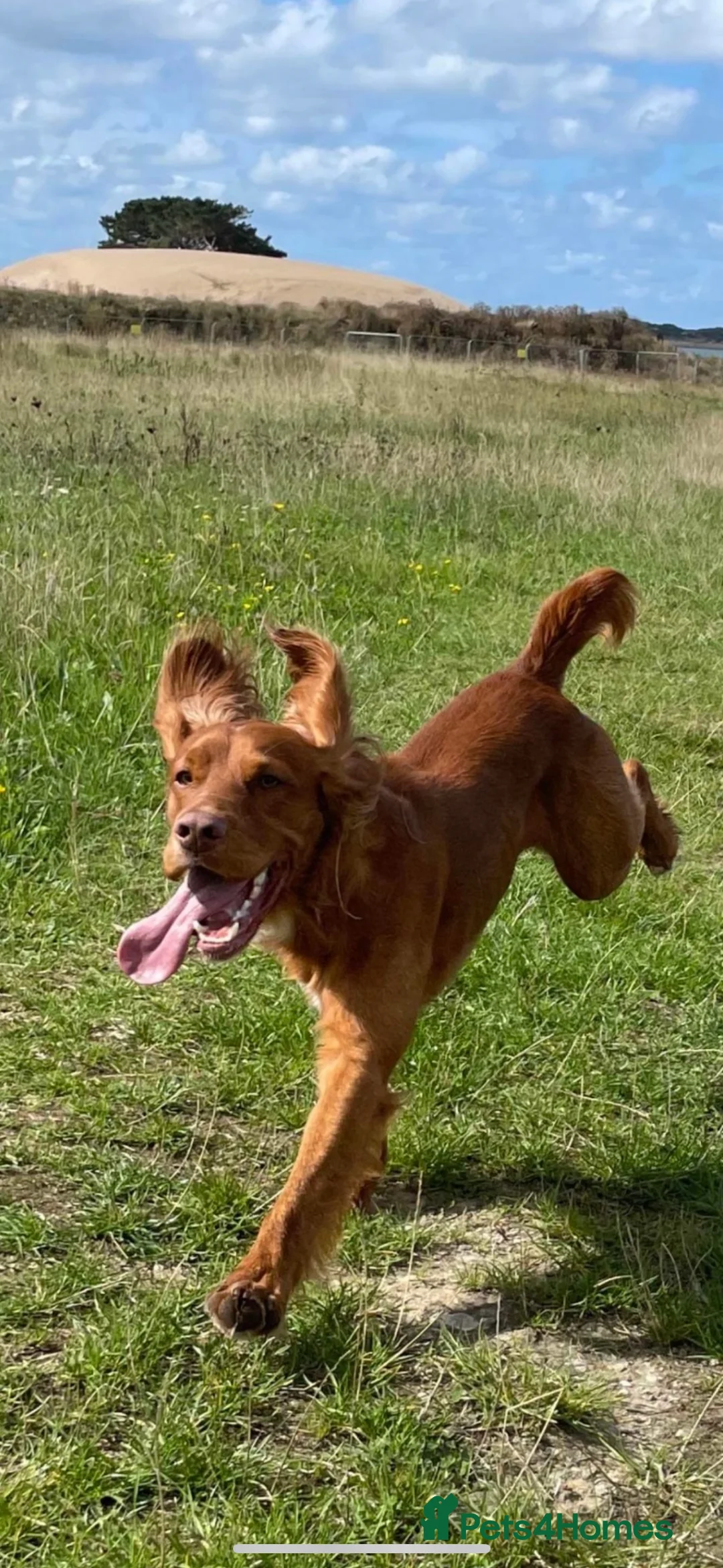 Cocker Spaniel dogs for stud: Proven Red Working Cocker Spaniel FOR STUD in Torrington - Advert 9