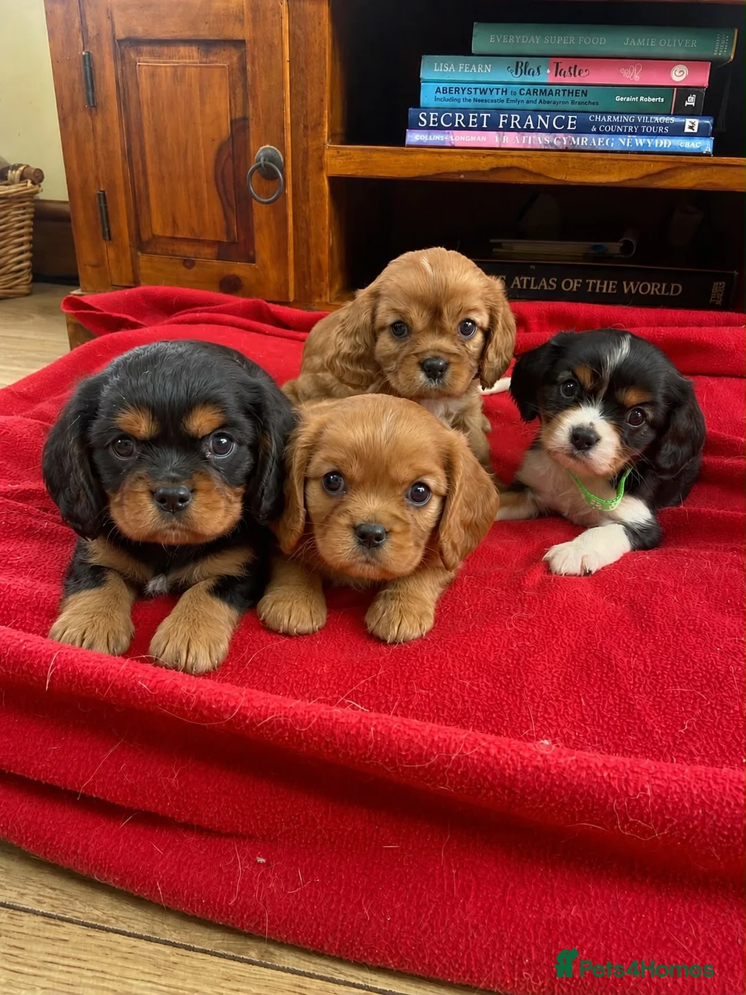 Cavalier King Charles Spaniel dogs for sale: Adorable Cavalier King Charles puppies  in Pencader - Advert 1