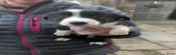 Border Collie dogs for sale: Isds registered border collie pups  - Advert 8